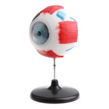 Modelo Olho Globo Ocular Humano 16 Cm Grande Anatomia Corpo