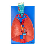 Anatomic