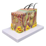 Modelo Tecido Capilar Corpo Humano Pele Anatomia 35x
