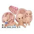 Molde Silicone -  Kit Bebes Boneco Fofucho Com Olhos Adesivo