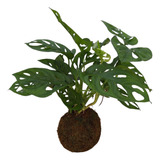 Monstera Adansonii Em Kokedama