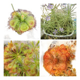 Monte Seu Kit  Sementes 4 Especies De Plantas Carnivoras