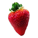 Morango Gigante Doce Orgânico Sementes P Mudas