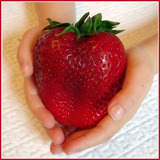 Morango Gigante Doce Sementes P Mudas