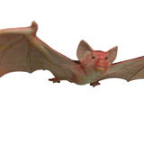 Morcego Bat Batman Enfeite Envergadura 13