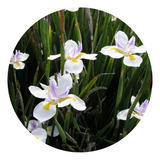 Moreia Branca Mini Iris Selvagem Africana 10 Mudas Raiz Nua