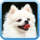 Most Popular Dog Breeds In The Us Dogs Pets Samoyed Mixed Breed Labrador Retriever Chihuahua German Shepherd Yorkshire Terrier Shih Tzu Dachshund Goldendoodle Pet Free Apps For Kindle Fire Tablet