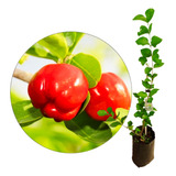 Muda Acerola Gigante Cabocla