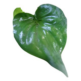 Muda Alocasia Cucillata Coração bulbo Caladium Pintado Rosa