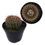 Muda Cacto Notocactus Mammulosus