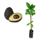 Muda De Abacate Avocado Prestes A Produzir Enxertado