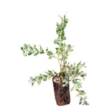 Muda De Acacia Mimosa