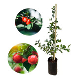 Muda De Acerola Doce Gigante Qualidade Pronta Para Envio