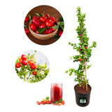 Muda De Acerola Gigante Enxertada Já Produz Com 1 0m A 1 20m