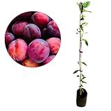 Muda De Ameixa Roxa Enxertada Produz Rápido