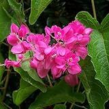 Muda De Amor Agarradinho Flor Rosa Trepadeira