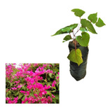 Muda De Amor Agarradinho Rosa Para Produzir