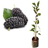 Muda De Amora Italiana Gigante - Produzindo