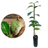 Muda De Atemoia Enxertada Produz ápido