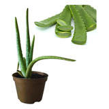 Plantio