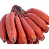 Muda De Banana Roxa