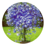 Muda De Bela Emília Azul Flor De Buquê Floração O Ano Todo
