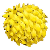 Muda De Beribá Frutos Doce Para Produzir Brinde