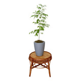 Muda De Cabreúva Altura De 0 40 Cm A 0 80 Cm