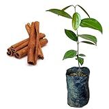 Muda De Canela De Cheiro Planta Medicinal