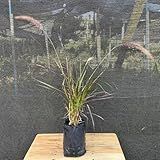 Muda De Capim Do Texas Roxo Rubro 80cm - Rápido Crescimento - Muda Enraizada