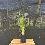 Muda De Capim Do Texas Verde 80cm - Rápido Crescimento - Muda Enraizada