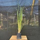 Muda De Capim Dos Pampas 80cm - Rápido Crescimento - Muda Enraizada