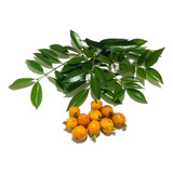 Muda De Cereja Rio