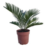 Plantada