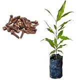 Muda De Cravo Da Índia Planta Medicinal