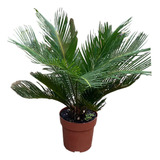 Tropicais