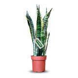 Muda De Espada De São Jorge Sansevieria Amarela Em Vaso