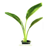 Muda De Estrelitizia 25 Plantas De 10cm Frete Grátis