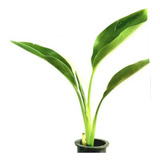 Muda De Estrelitizia 40plantas De 10cm Frete Grátis