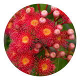 Muda De Eucalipto De Flor Vermelha Originário Da Austrália