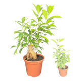 Muda De Ficus Mandragora