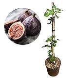 Muda De Figo Roxo Enxertada Com 80cm Já Produzindo