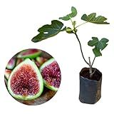 Muda De Figo Roxo Enxertada Produz Rápido