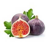 Muda De Figo Roxo