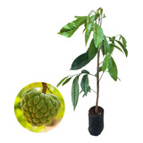 Plantio