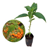 Arborescens