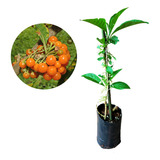 Arborescens