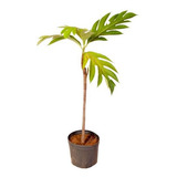 Muda De Fruta Pão Altura 0 40 Cm A 0 80 Cm