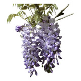 Muda De Glicinia Lilas