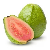 Muda De Goiaba Gigante
